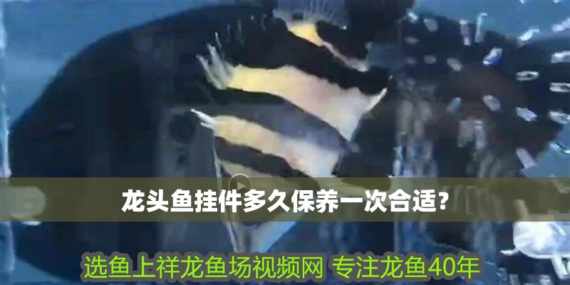 龍頭魚掛件多久保養一次合適？