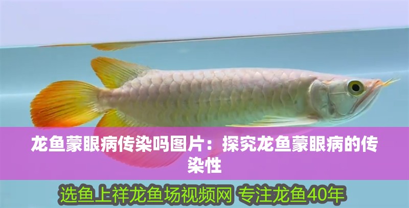 龍魚蒙眼病傳染嗎圖片：探究龍魚蒙眼病的傳染性