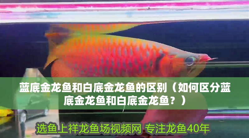 藍底金龍魚和白底金龍魚的區(qū)別（如何區(qū)分藍底金龍魚和白底金龍魚？）
