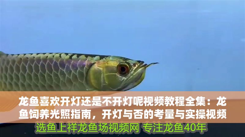 龍魚喜歡開燈還是不開燈呢視頻教程全集：龍魚飼養(yǎng)光照指南，開燈與否的考量與實(shí)操視頻教程