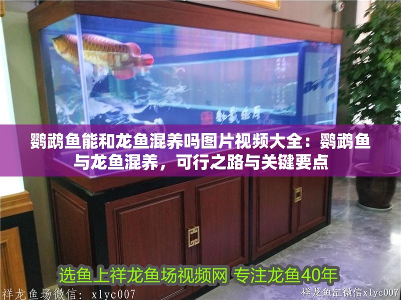鸚鵡魚能和龍魚混養嗎圖片視頻大全：鸚鵡魚與龍魚混養，可行之路與關鍵要點