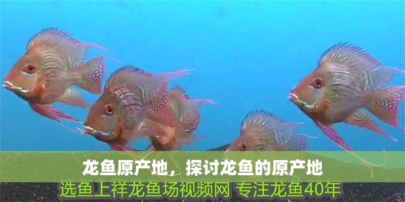 龍魚原產(chǎn)地，探討龍魚的原產(chǎn)地