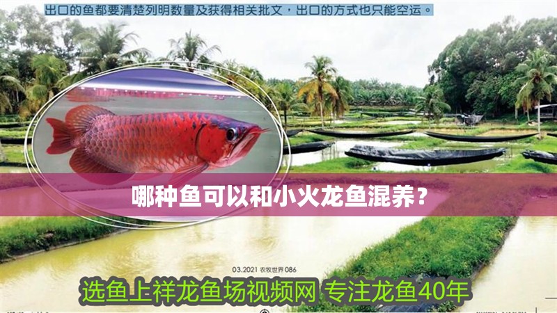 哪種魚可以和小火龍魚混養(yǎng)？
