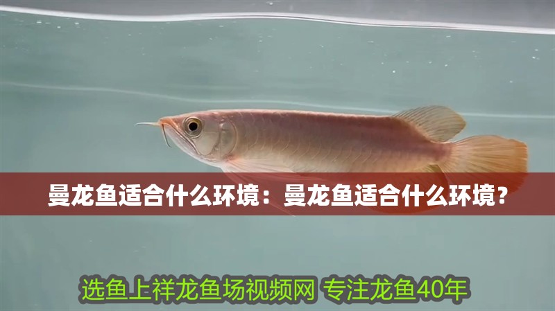 曼龍魚適合什么環境：曼龍魚適合什么環境？