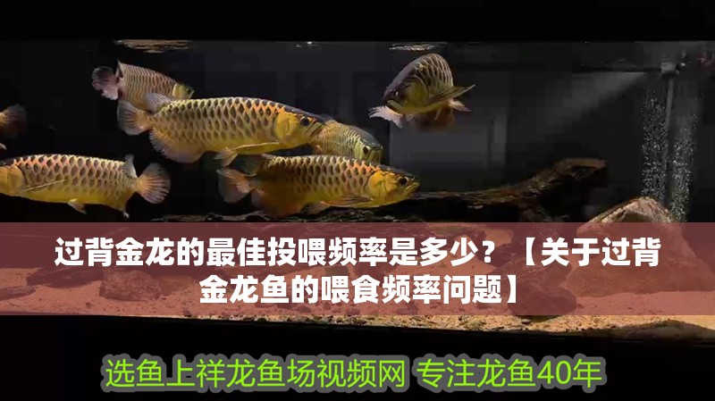 過背金龍的最佳投喂頻率是多少？【關(guān)于過背金龍魚的喂食頻率問題】