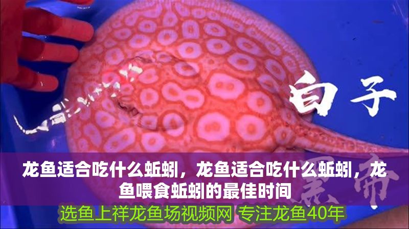 龍魚適合吃什么蚯蚓，龍魚適合吃什么蚯蚓，龍魚喂食蚯蚓的最佳時間