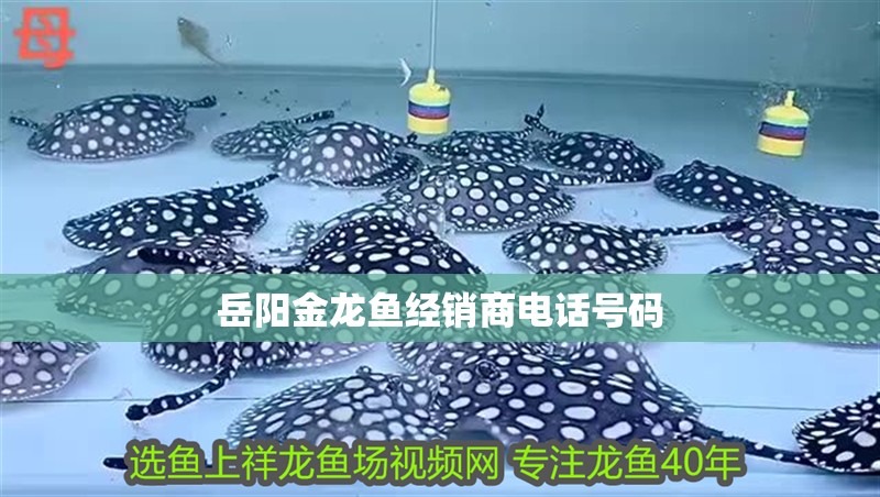 岳陽金龍魚經(jīng)銷商電話號碼