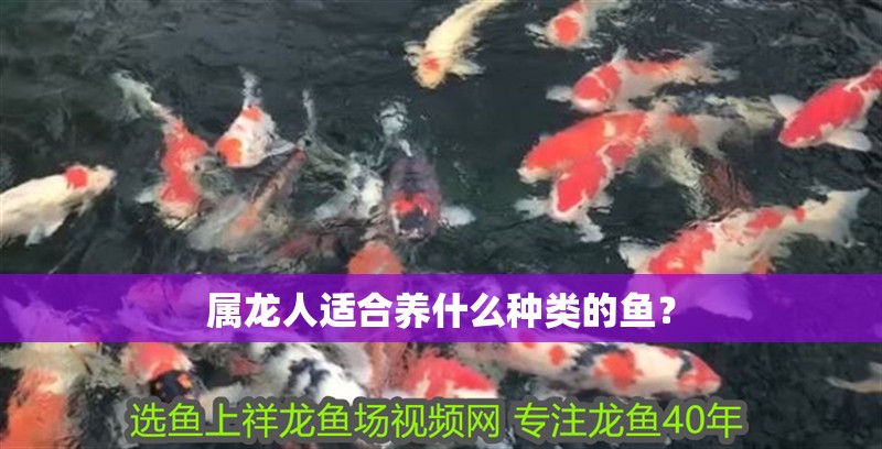 屬龍人適合養什么種類的魚？