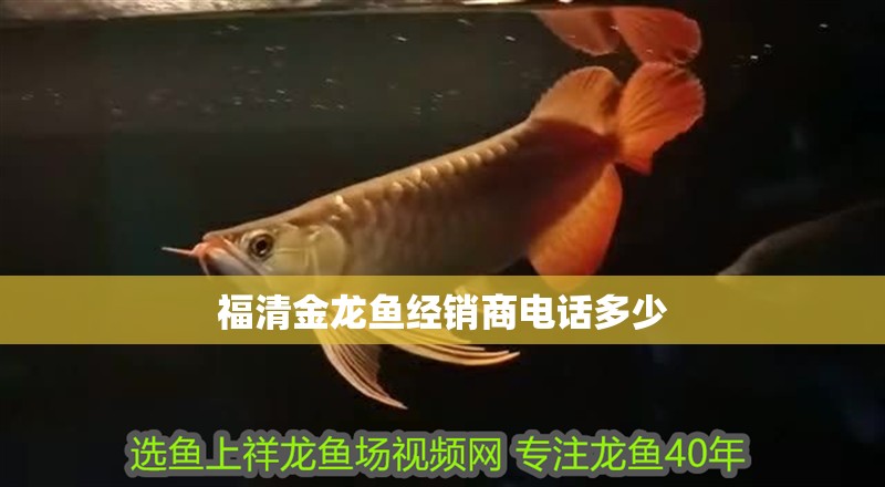 福清金龍魚經(jīng)銷商電話多少