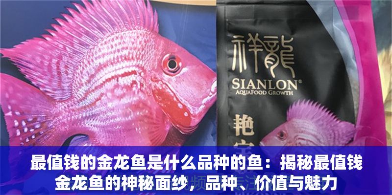 最值錢的金龍魚是什么品種的魚：揭秘最值錢金龍魚的神秘面紗，品種、價值與魅力