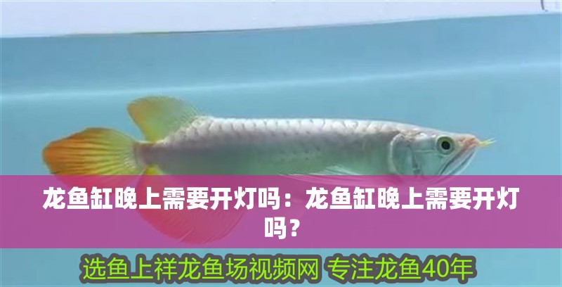 龍魚缸晚上需要開燈嗎：龍魚缸晚上需要開燈嗎？