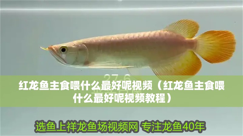 紅龍魚主食喂什么最好呢視頻（紅龍魚主食喂什么最好呢視頻教程）