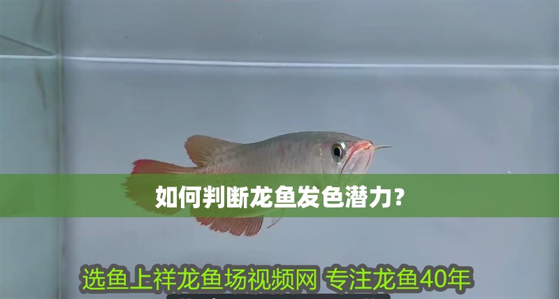 如何判斷龍魚發色潛力？