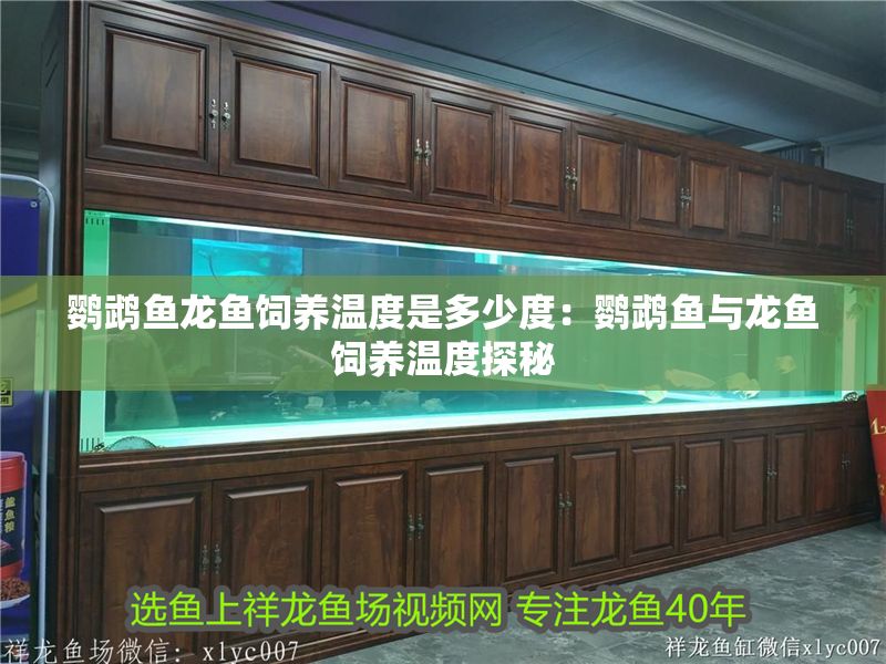 鸚鵡魚龍魚飼養溫度是多少度：鸚鵡魚與龍魚飼養溫度探秘