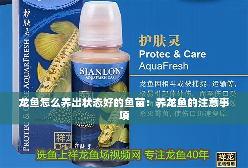 龍魚怎么養出狀態好的魚苗：養龍魚的注意事項