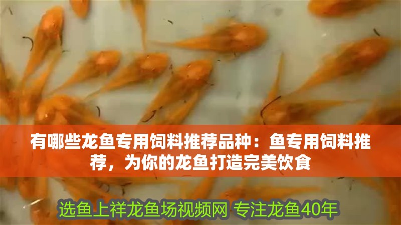 有哪些龍魚專用飼料推薦品種：魚專用飼料推薦，為你的龍魚打造完美飲食