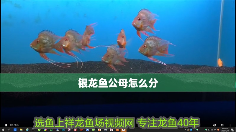 銀龍魚(yú)公母怎么分