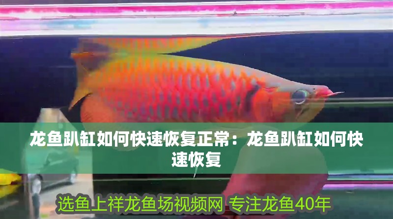 龍魚趴缸如何快速恢復(fù)正常：龍魚趴缸如何快速恢復(fù)