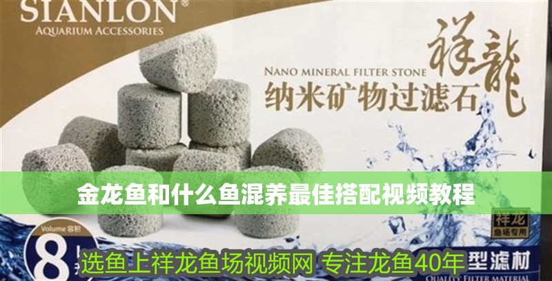 金龍魚和什么魚混養最佳搭配視頻教程