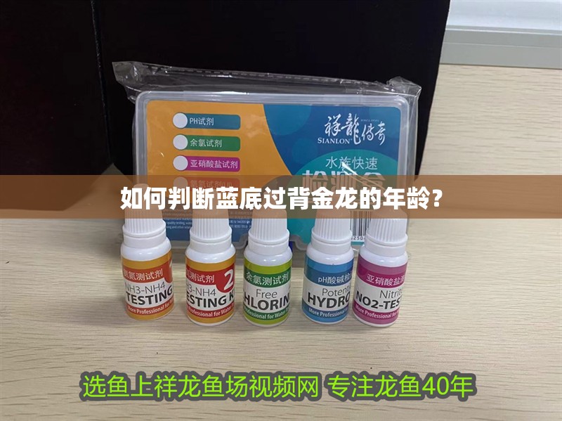 如何判斷藍底過背金龍的年齡？