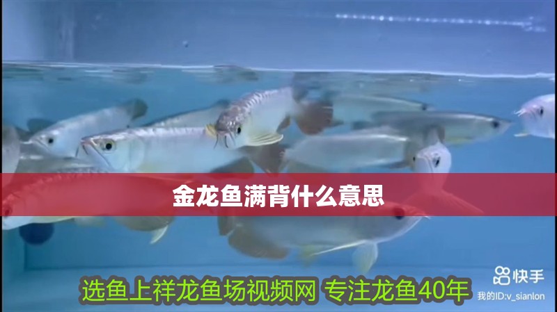 金龍魚滿背什么意思