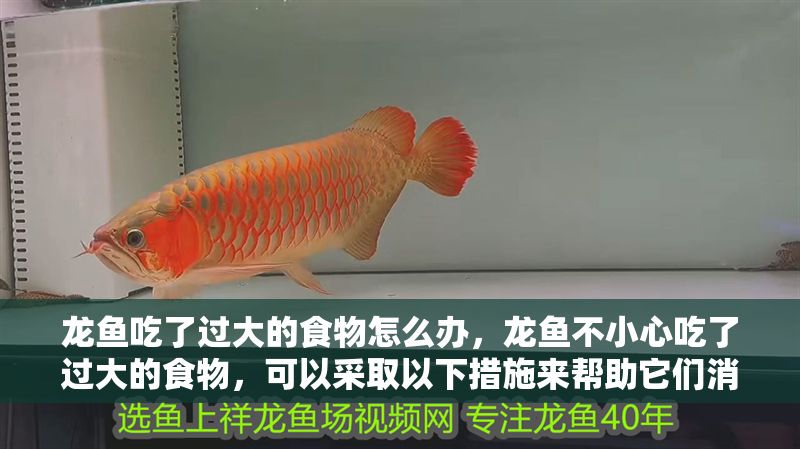 龍魚吃了過大的食物怎么辦，龍魚不小心吃了過大的食物，可以采取以下措施來幫助它們消化