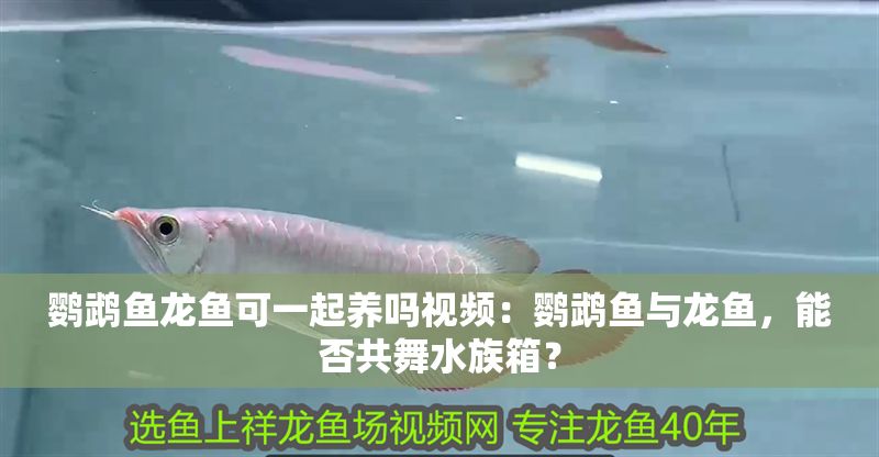 鸚鵡魚龍魚可一起養嗎視頻：鸚鵡魚與龍魚，能否共舞水族箱？