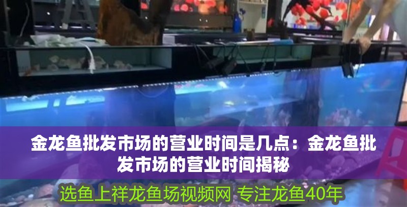 金龍魚批發(fā)市場的營業(yè)時間是幾點：金龍魚批發(fā)市場的營業(yè)時間揭秘