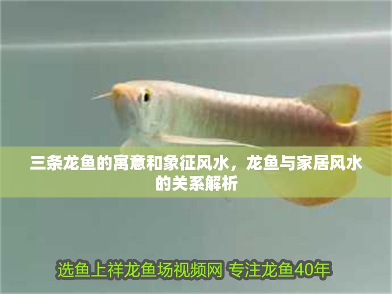 三條龍魚的寓意和象征風(fēng)水，龍魚與家居風(fēng)水的關(guān)系解析