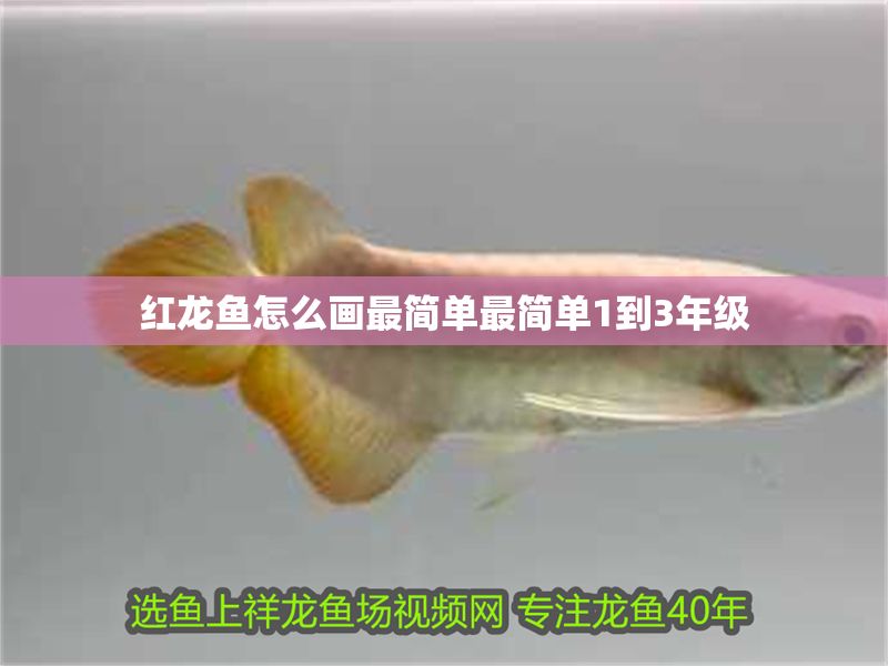 紅龍魚怎么畫最簡單最簡單1到3年級