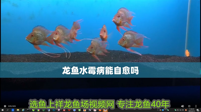 龍魚水霉病能自愈嗎