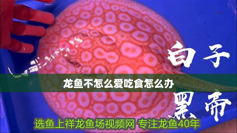 龍魚不怎么愛吃食怎么辦