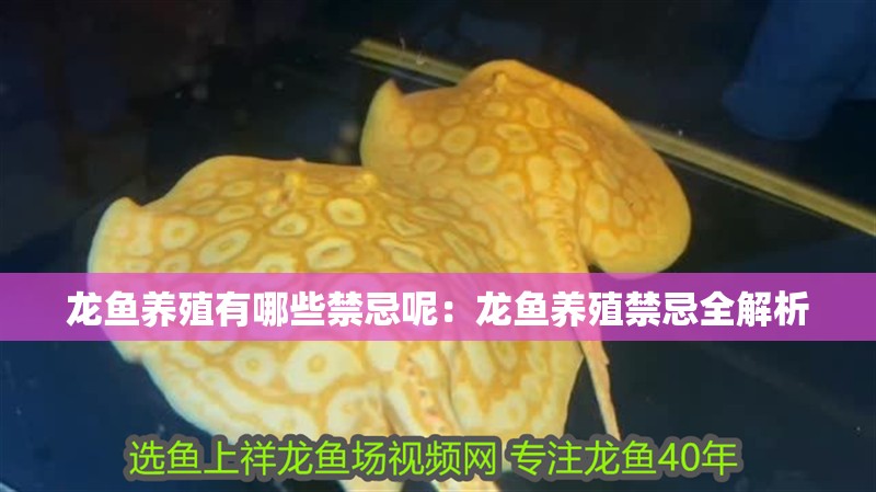 龍魚養(yǎng)殖有哪些禁忌呢：龍魚養(yǎng)殖禁忌全解析