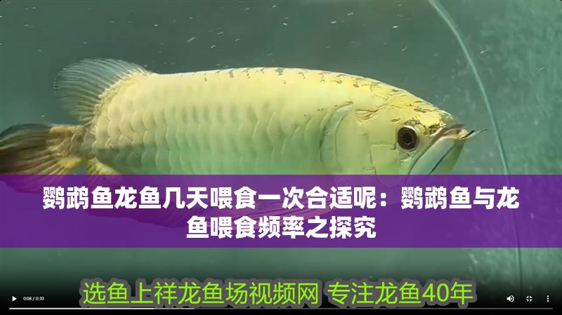 鸚鵡魚龍魚幾天喂食一次合適呢：鸚鵡魚與龍魚喂食頻率之探究