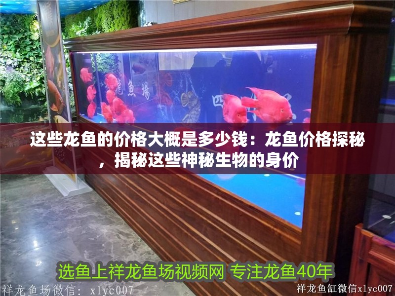 這些龍魚的價格大概是多少錢：龍魚價格探秘，揭秘這些神秘生物的身價