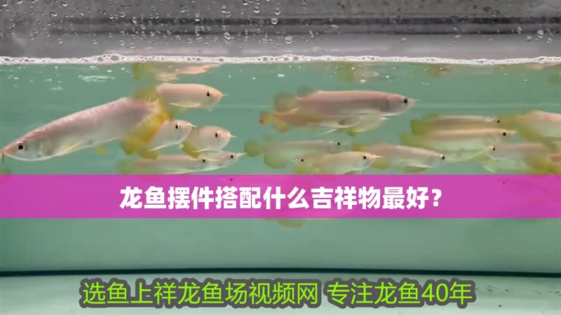 龍魚擺件搭配什么吉祥物最好？ 龍魚擺件搭配什么吉祥物最好？ 龍魚百科