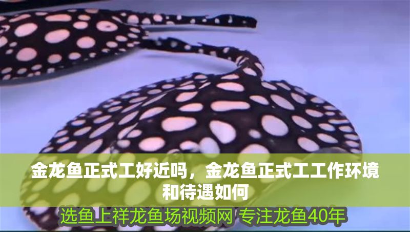 金龍魚正式工好近嗎，金龍魚正式工工作環(huán)境和待遇如何