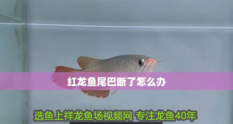 紅龍魚尾巴斷了怎么辦
