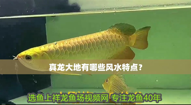 龍魚科普寫作怎么寫的好看：龍魚科普寫作怎么寫