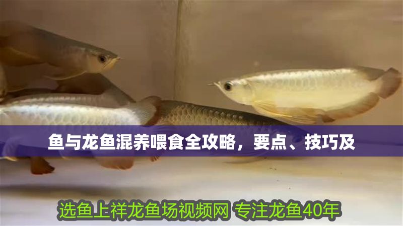 魚(yú)與龍魚(yú)混養(yǎng)喂食全攻略,要點(diǎn)、技巧及 龍魚(yú)百科 第1張 魚(yú)與龍魚(yú)混養(yǎng)喂食全攻略,要點(diǎn)、技巧及 魚(yú)與龍魚(yú)混養(yǎng)喂食全攻略,要點(diǎn)、技巧及 龍魚(yú)百科 第1張