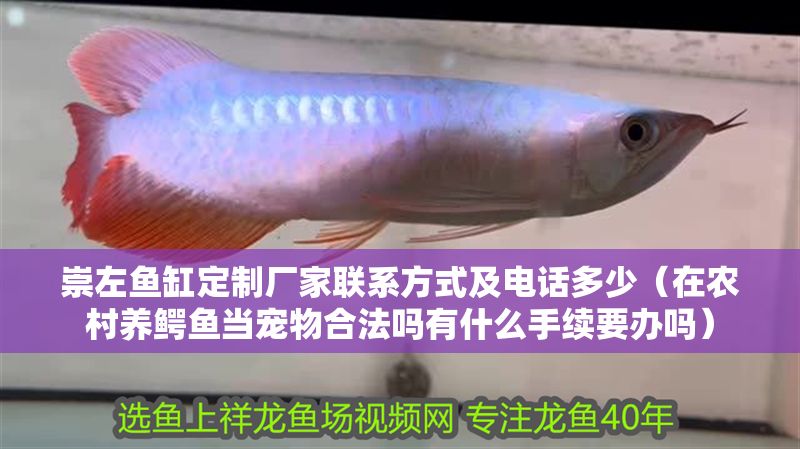 崇左魚缸定制廠家聯(lián)系方式及電話多少（在農(nóng)村養(yǎng)鱷魚當(dāng)寵物合法嗎有什么手續(xù)要辦嗎）