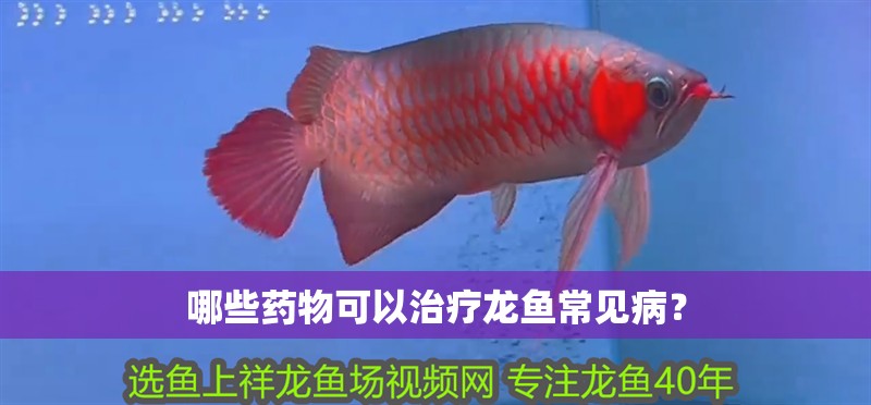 哪些藥物可以治療龍魚常見病？
