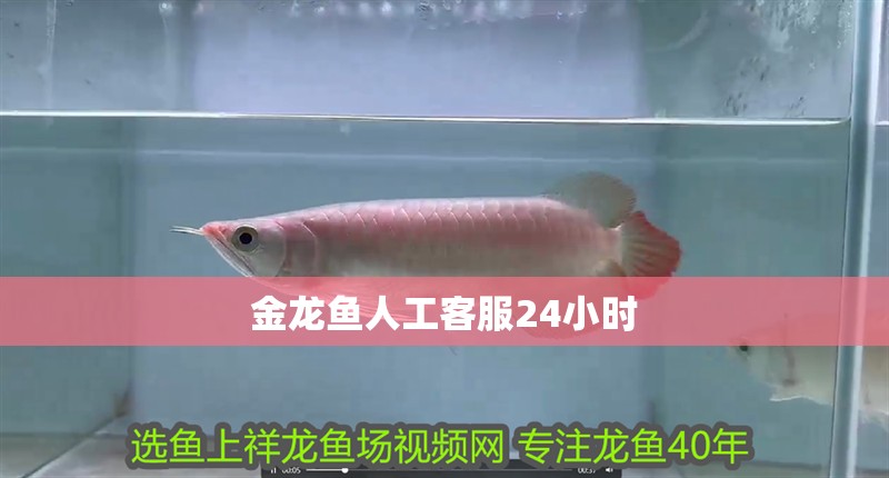 金龍魚人工客服24小時