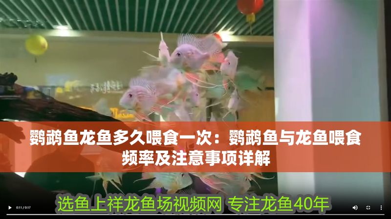 鸚鵡魚龍魚多久喂食一次：鸚鵡魚與龍魚喂食頻率及注意事項詳解