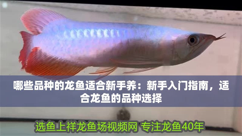哪些品種的龍魚適合新手養：新手入門指南，適合龍魚的品種選擇