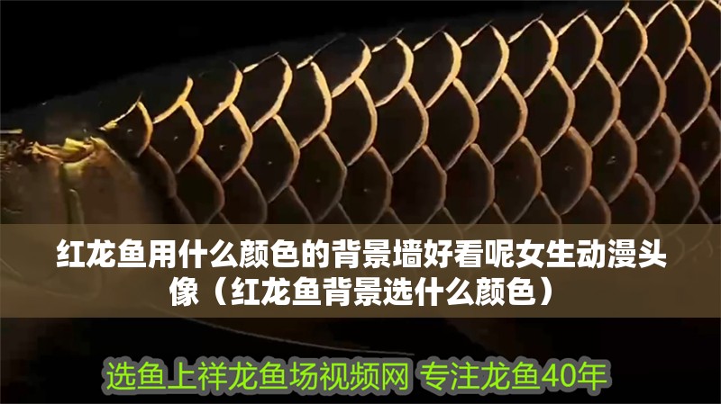 紅龍魚用什么顏色的背景墻好看呢女生動漫頭像（紅龍魚背景選什么顏色）