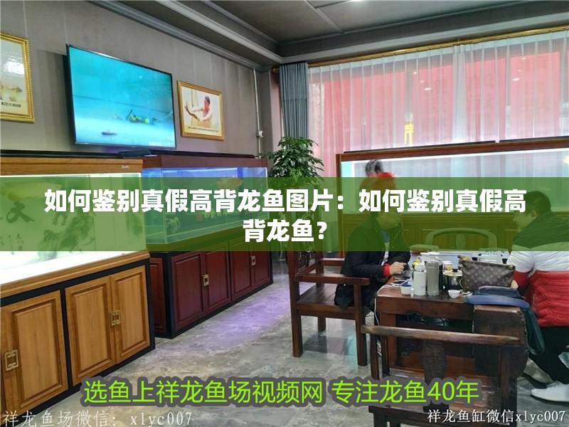如何鑒別真假高背龍魚圖片：如何鑒別真假高背龍魚？