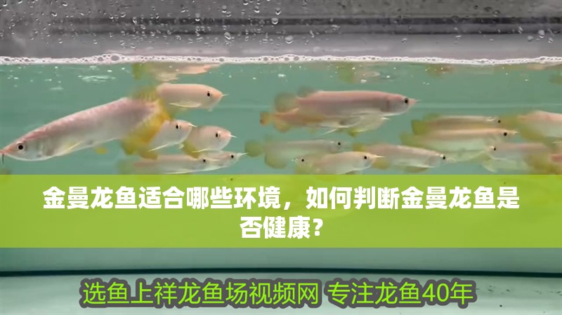 金曼龍魚適合哪些環(huán)境，如何判斷金曼龍魚是否健康？