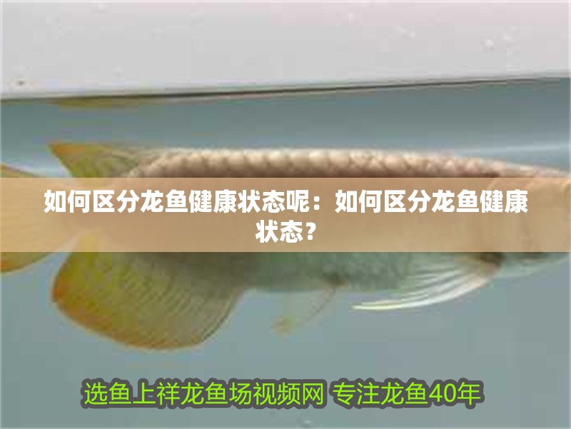 如何區分龍魚健康狀態呢：如何區分龍魚健康狀態？
