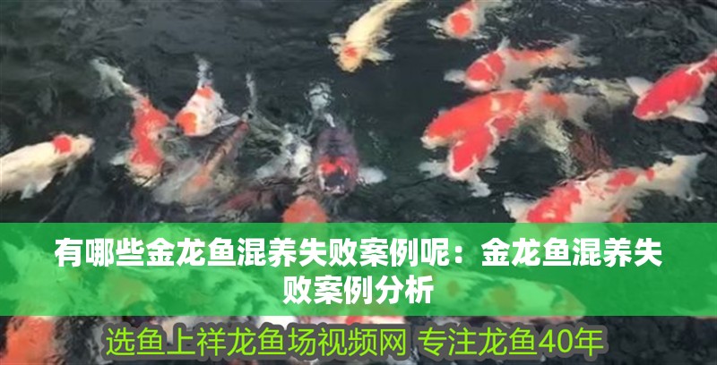 有哪些金龍魚混養失敗案例呢：金龍魚混養失敗案例分析